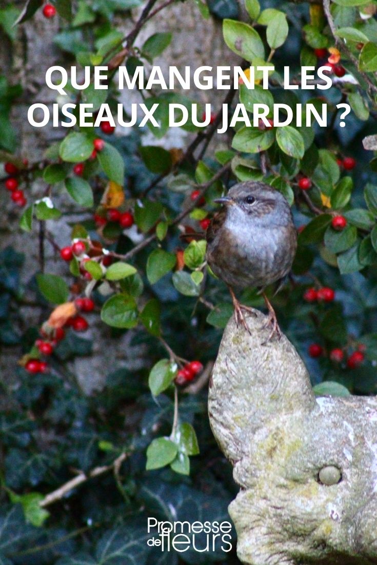 Que manque les oiseaux du jardin que mangent les oiseaux du jardin