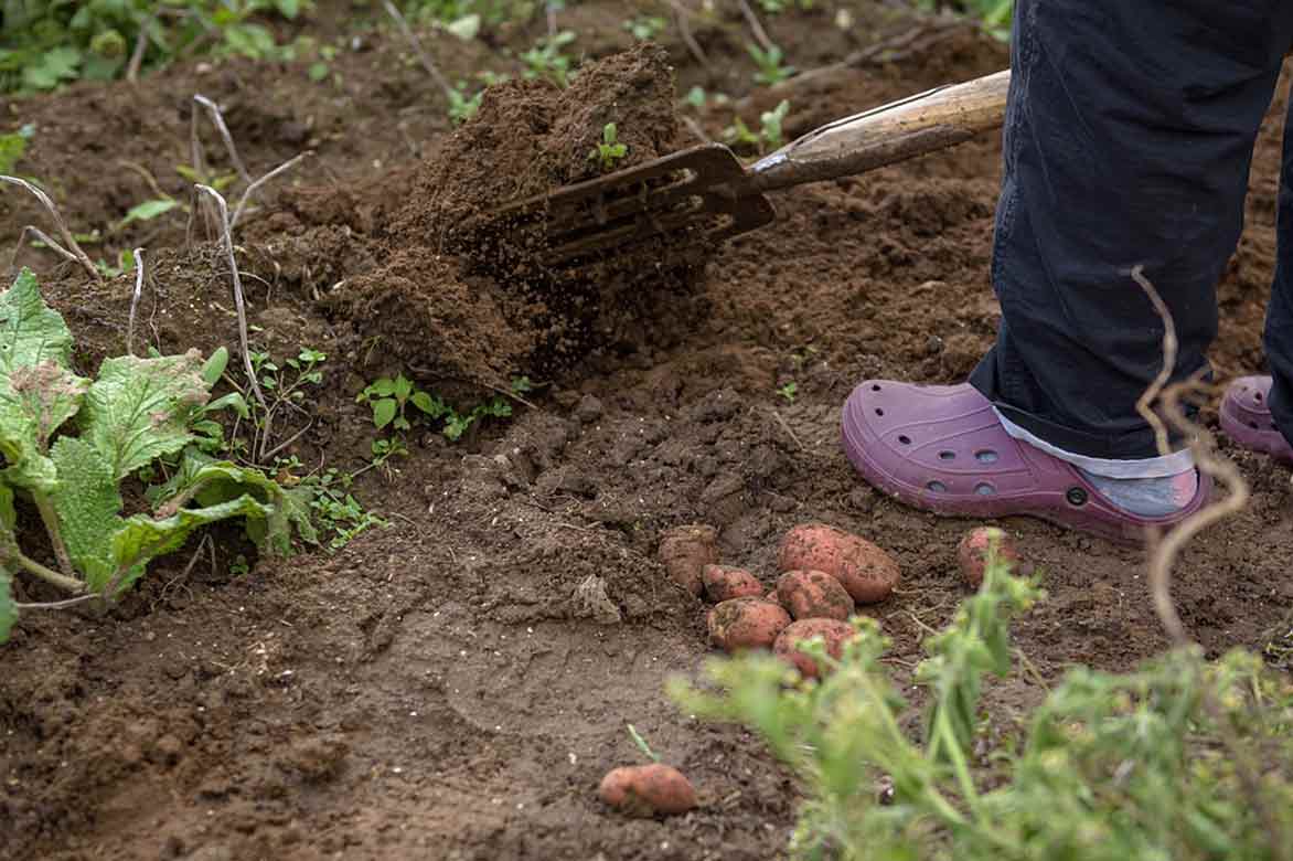 Récole de pommes de terre