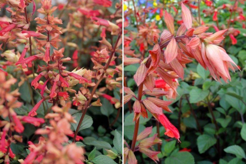 sauge rouge corail, sauge rouge floraison abondante