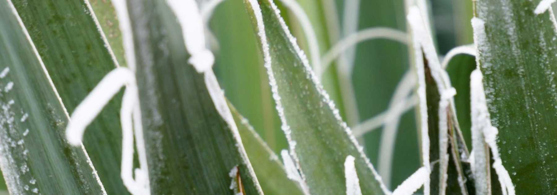 Hivernage : comment bien protéger vos plantes ?