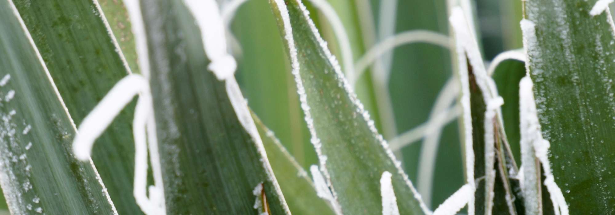 Le voile d'hivernage est-il vraiment efficace ? Comment et sur quels  végétaux l'utiliser ?