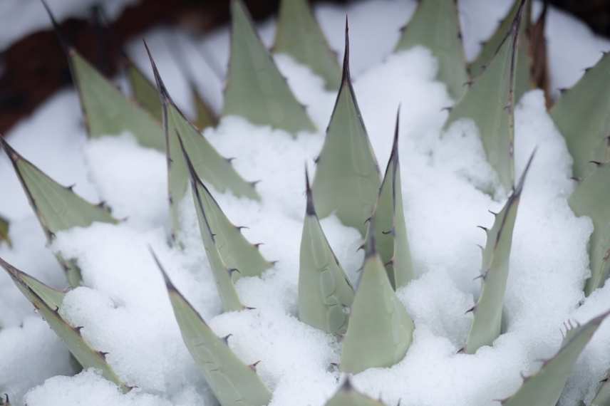 hivernage agave, hiverner agave, protection agave froid, proteger agave hiver