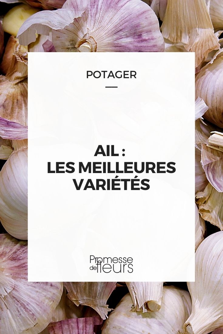 ail meilleures variétés