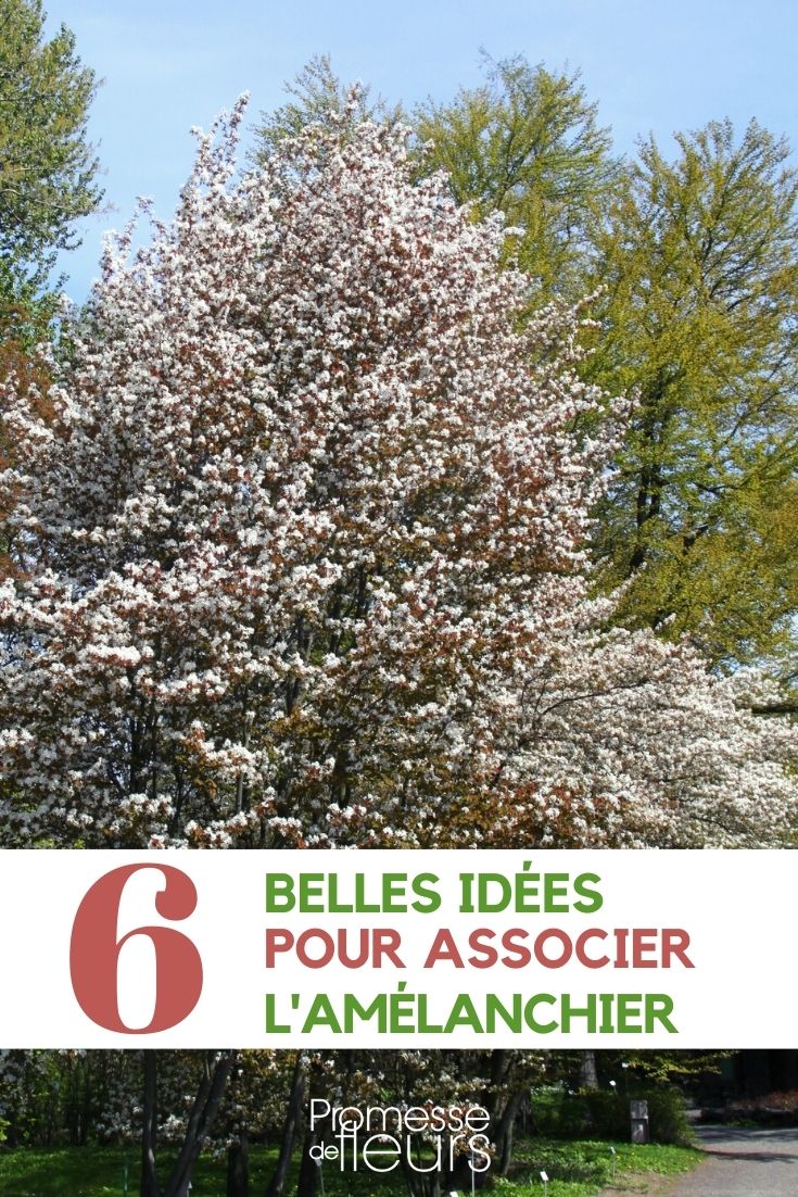 associer l'amelanchier