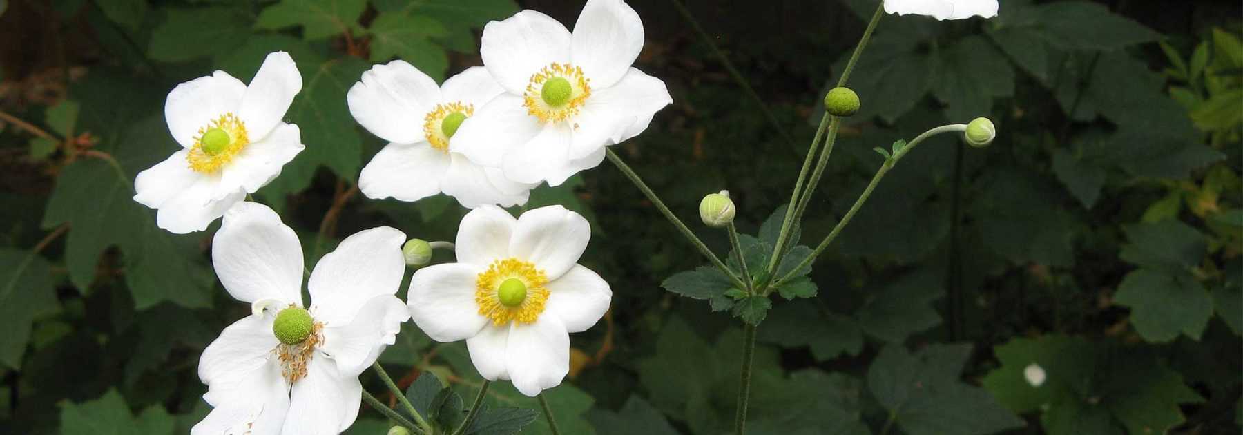 Anémone japonaise à fleurs blanches : 10 variétés à découvrir