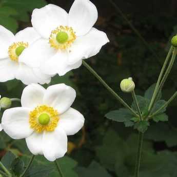 Anémone japonaise à fleurs blanches : 10 variétés à découvrir