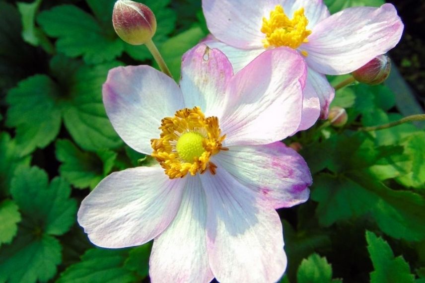 anemone cinderella