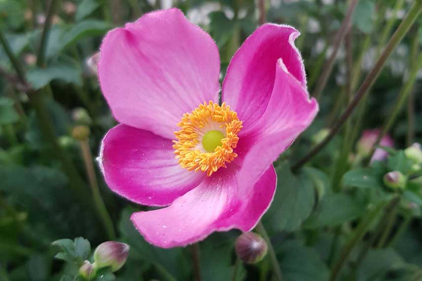 Anémone japonaise à fleurs roses : 10 variétés à découvrir