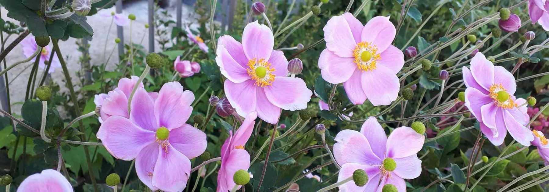 5 anémones du Japon pour fond de massif