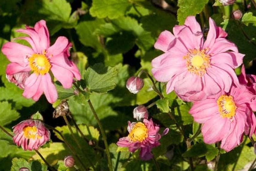 Anémones du Japon : 5 variétés à fleurs doubles - Promesse de Fleurs