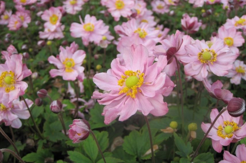 anemone fantasy pocahontas