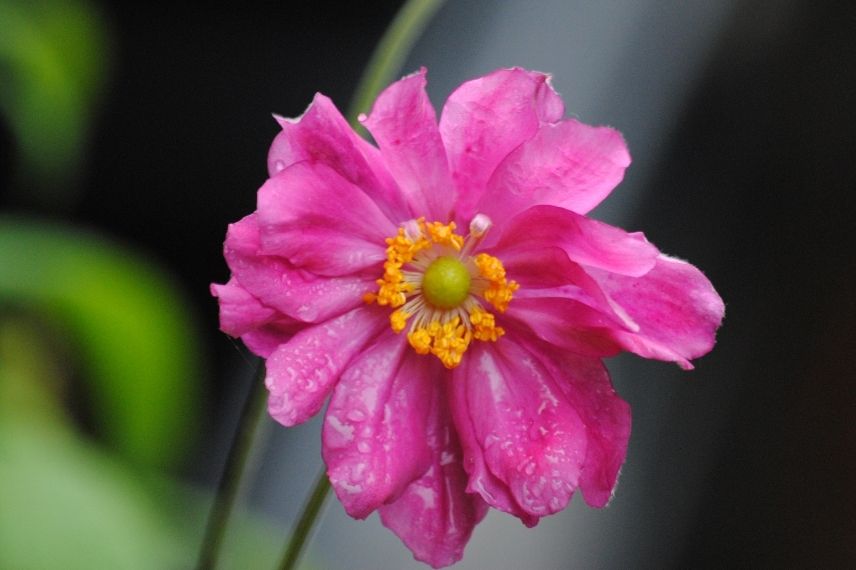 anemone prinz heinrich