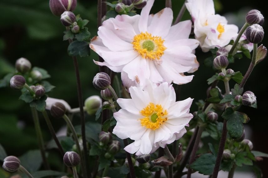 anemone snow angel 