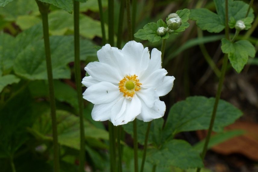 anemone whirlwind