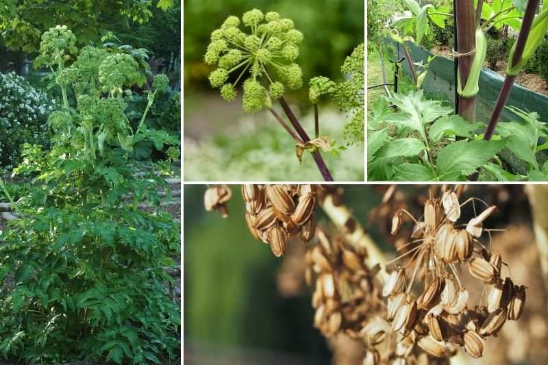 angelica archangelica, fleurs feuilles graines angélique