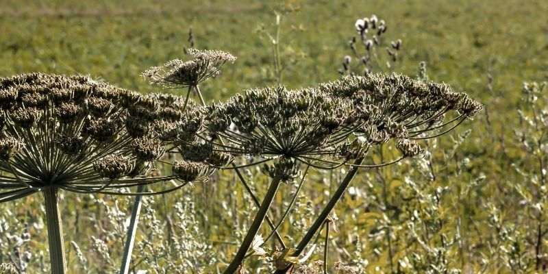 angelica archangelica, récolte graines angélique officinale