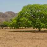 Arbres résistants à la sécheresse