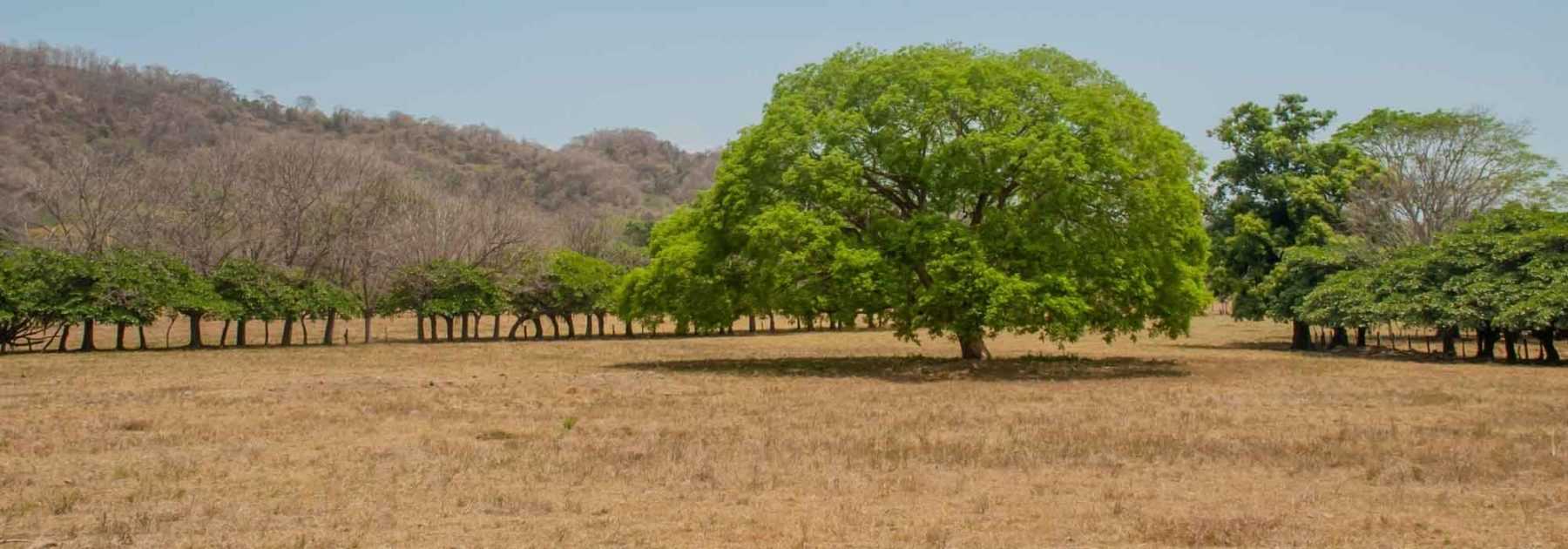 Arbres résistants à la sécheresse