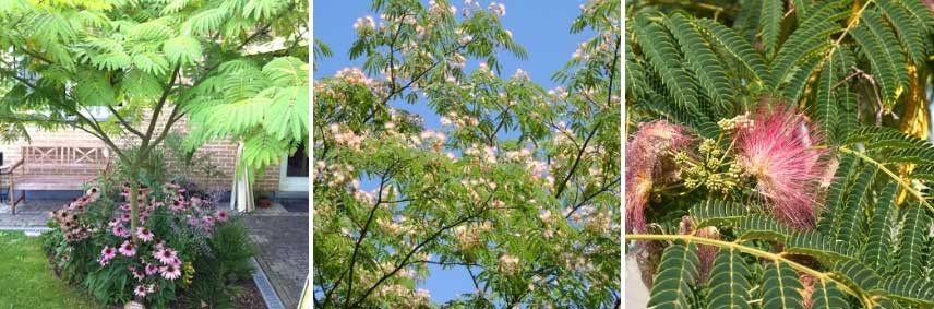 Arbre à soie