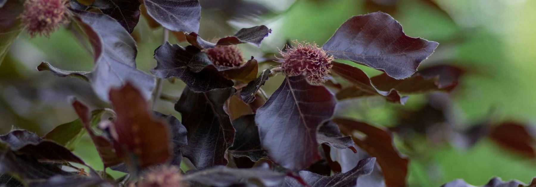 7 arbres à feuillage pourpre