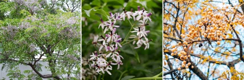 Lilas de Perse