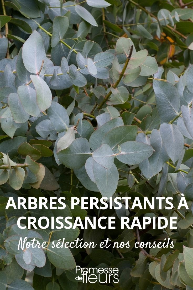 50 nuances de vert : quand les arbres ont la cote