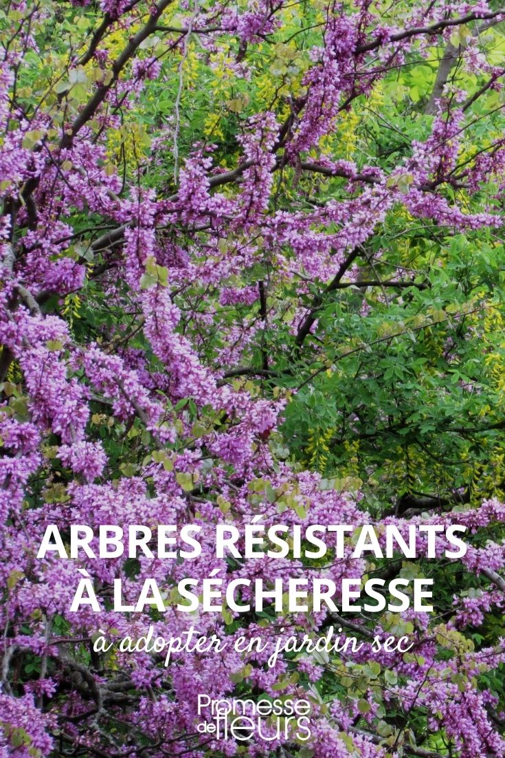 arbres résistants à la sécheresse