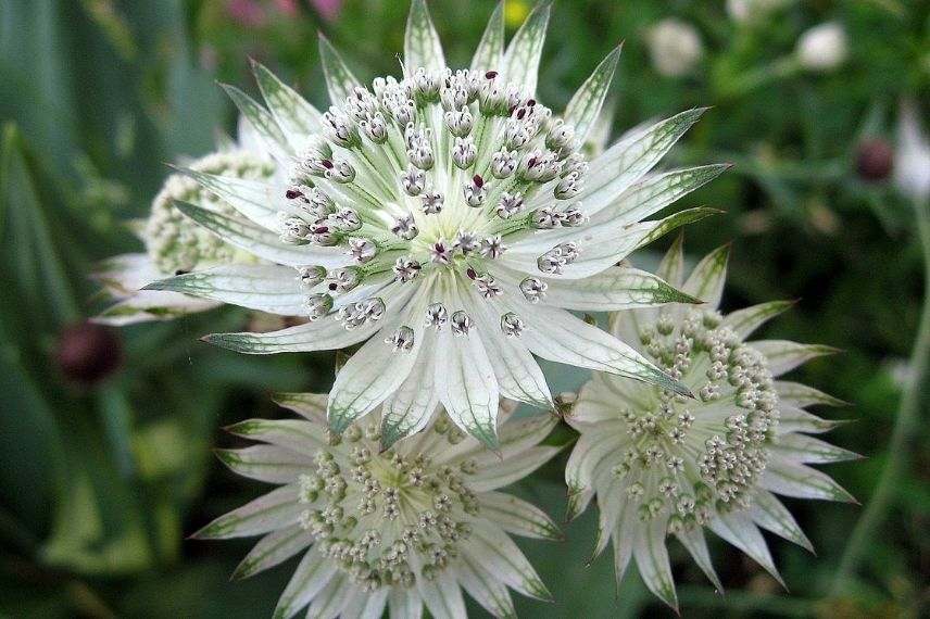 astrances à grandes fleurs, grande astrance