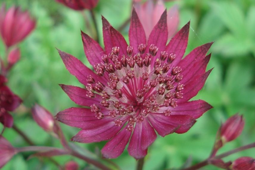 astrances à fleurs roses rouges, grande astrance, grande radiaire, étoile des prés