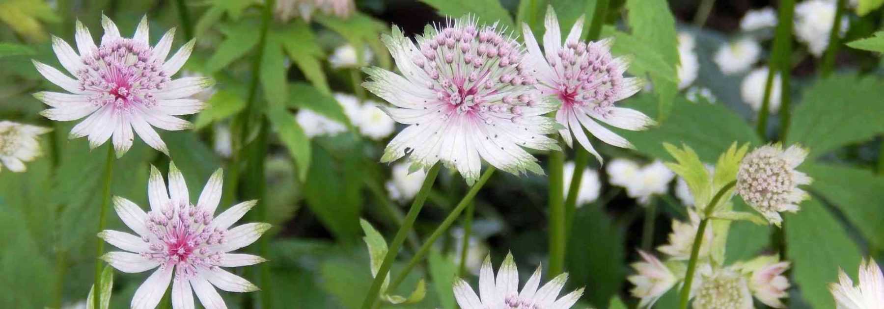 Astrances à fleurs blanches