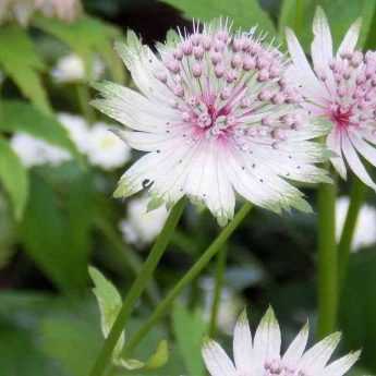 Astrances à fleurs blanches