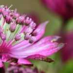 Astrances à fleurs roses