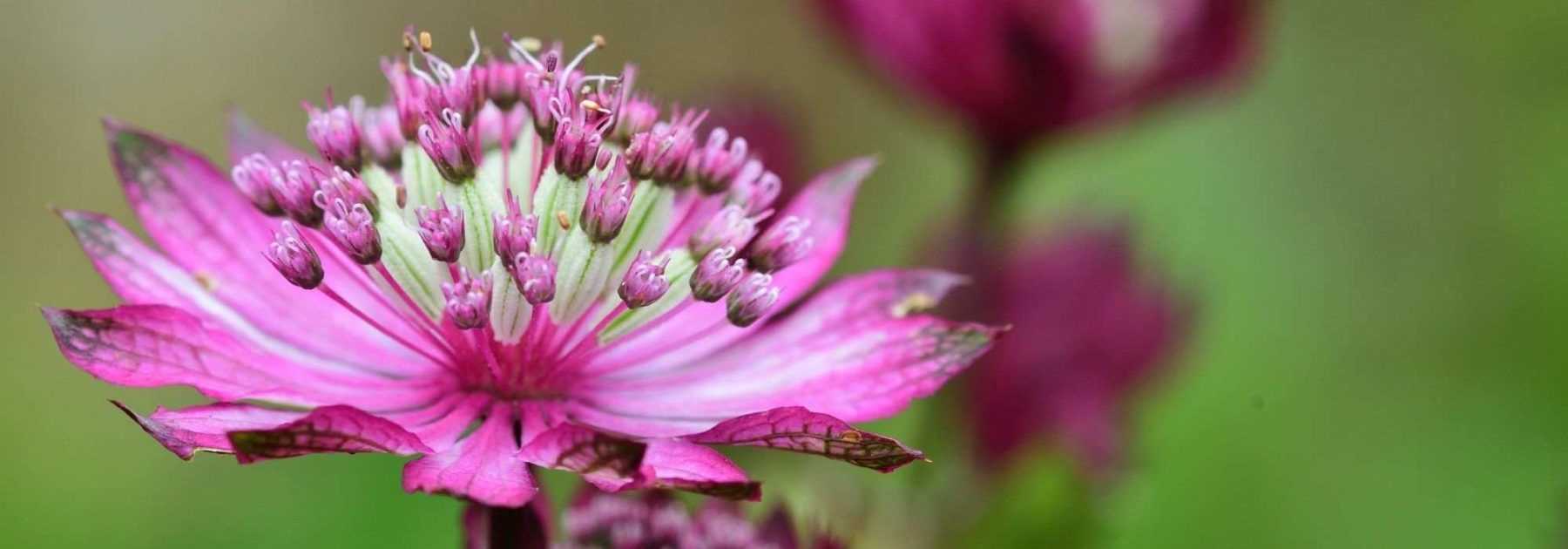 Astrances à fleurs roses