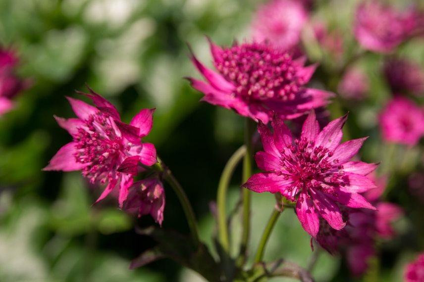 astrance à grandes fleurs, grande astrance rose fuchia, grande radiaire