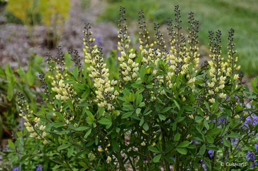 lupin indigo blanc cassé, faux indigotier, plus beaux baptisias