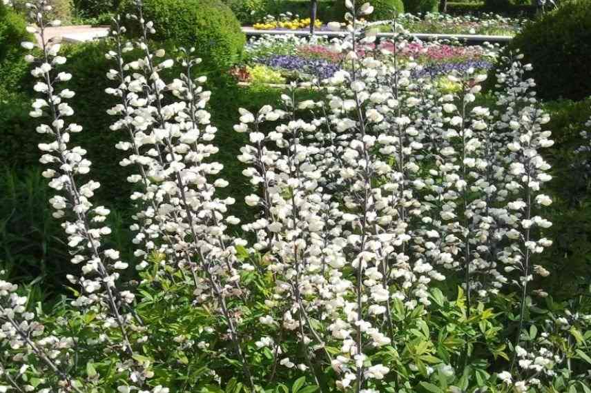 lupin indigo blanc, faux indigotier, plus beaux baptisias