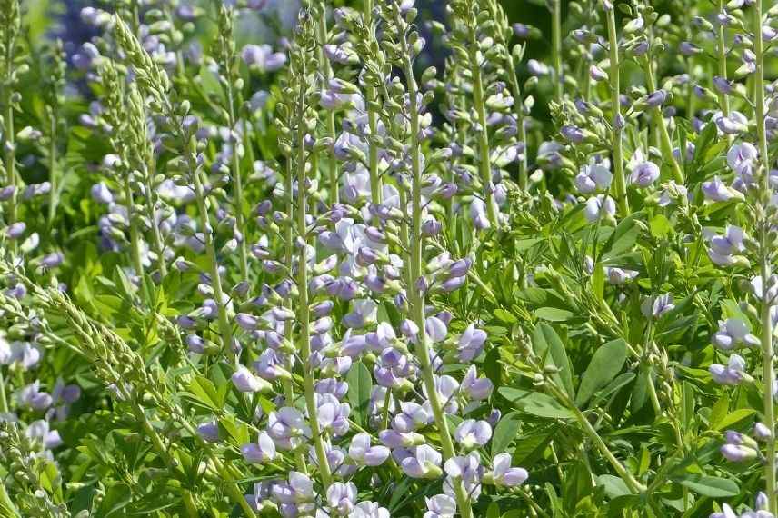 lupin indigo bleu, faux indigotier, plus beaux baptisias