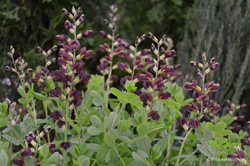 lupin indigo brun pourpre, faux indigotier, plus beaux baptisias