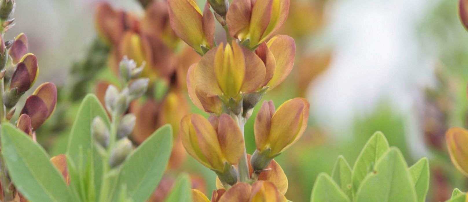 Baptisia : les plus belles variétés