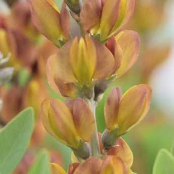 Baptisia : les plus belles variétés