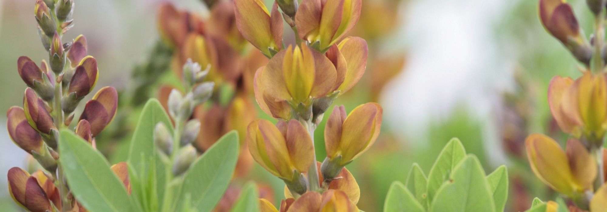 Baptisia : les plus belles variétés