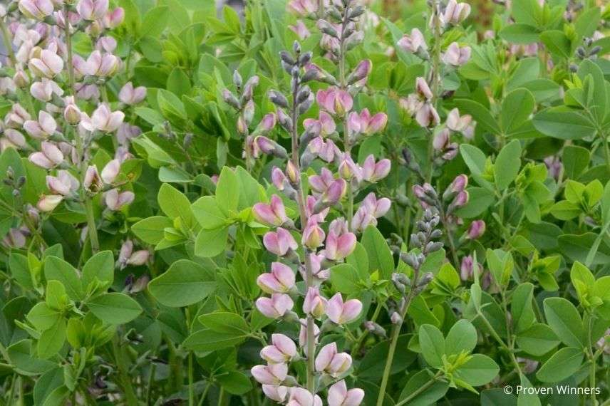 lupin indigo rose, faux indigotier, plus beaux baptisias