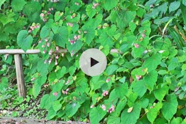 Le Begonia grandis : le meilleur bégonia pour le jardin