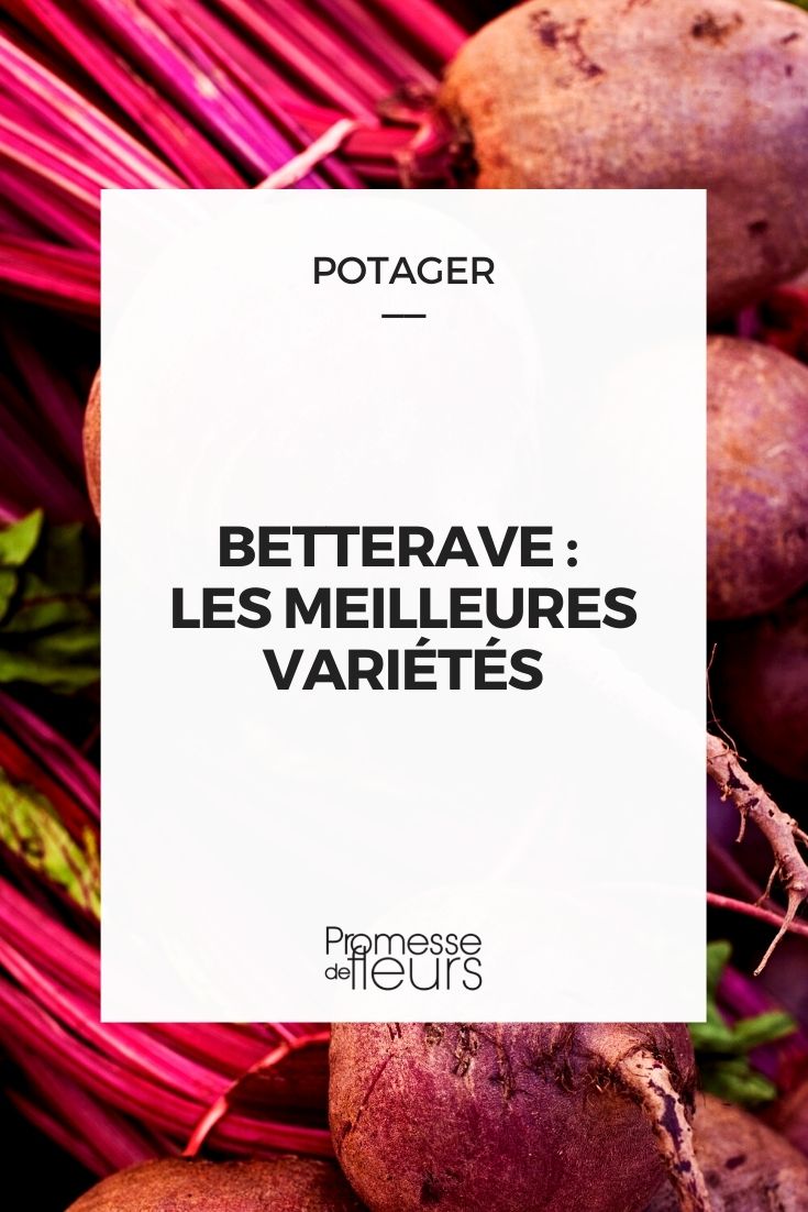 Sélection de betterave