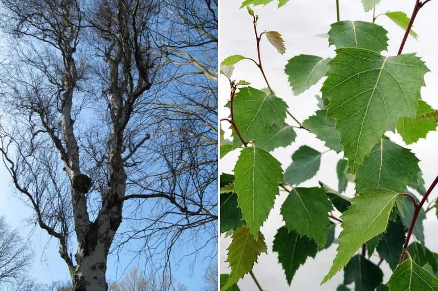 betula pendula fastigiata