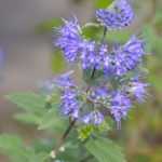 Comment bouturer le Caryopteris ?