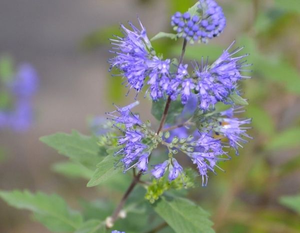 Comment bouturer le Caryopteris ?