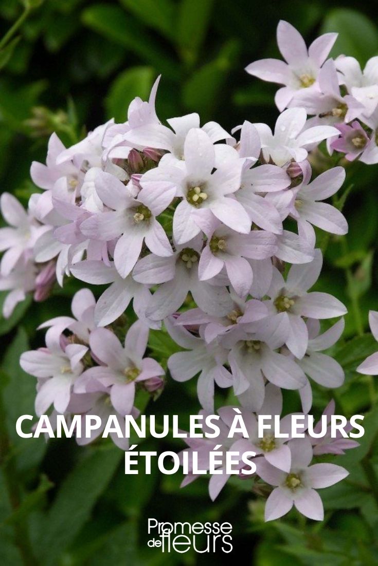 campanules à fleurs étoilées