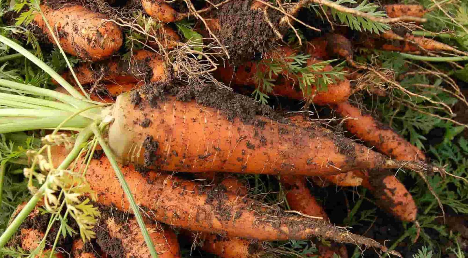 Jardin. Osez les nouvelles saveurs des légumes anciens