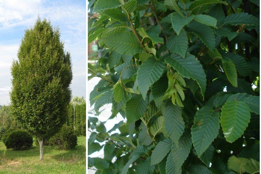 carpinus betulus fastigiata